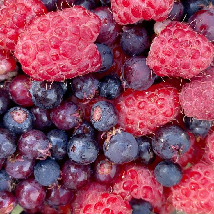 Country Patch: Wild Berry Ensemble